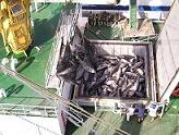 Atuneros en Oceano Indico
